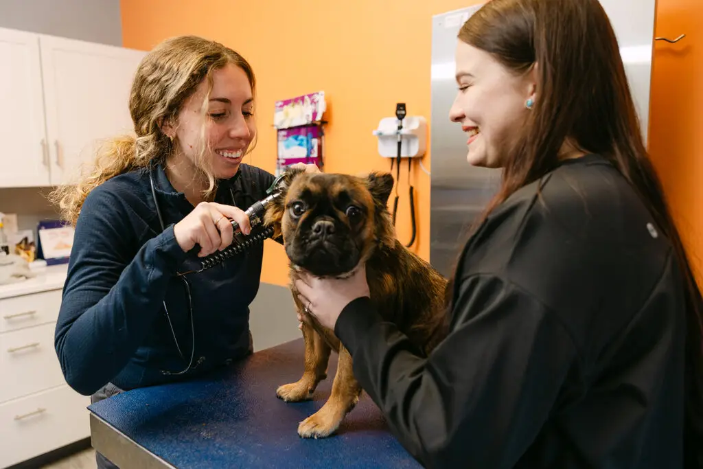 Veterinarian examining a small dog’s ear during a wellness exam at Philadelphia Animal Hospital